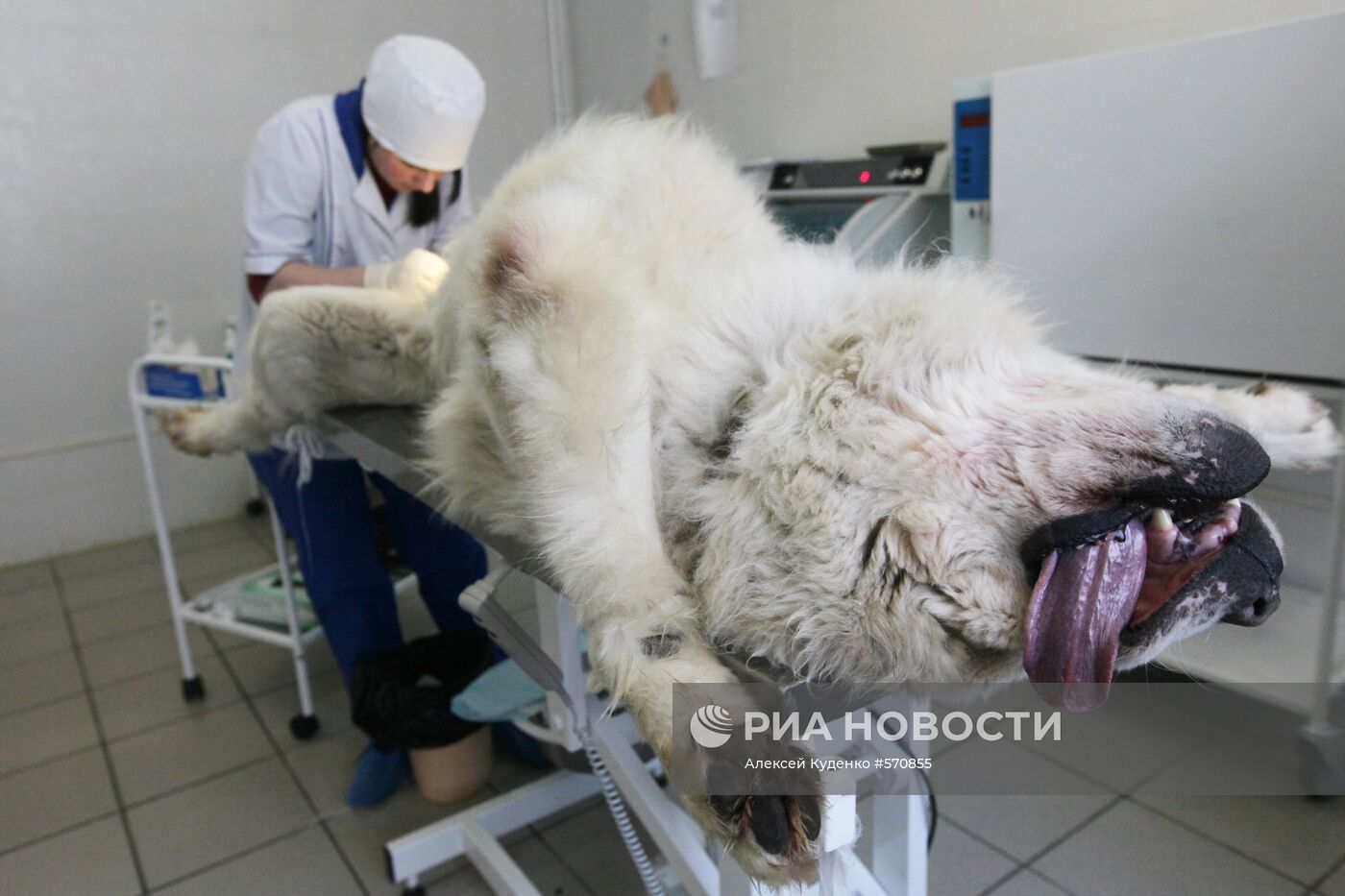 Кастрация животного в ветеринарной лечебнице
