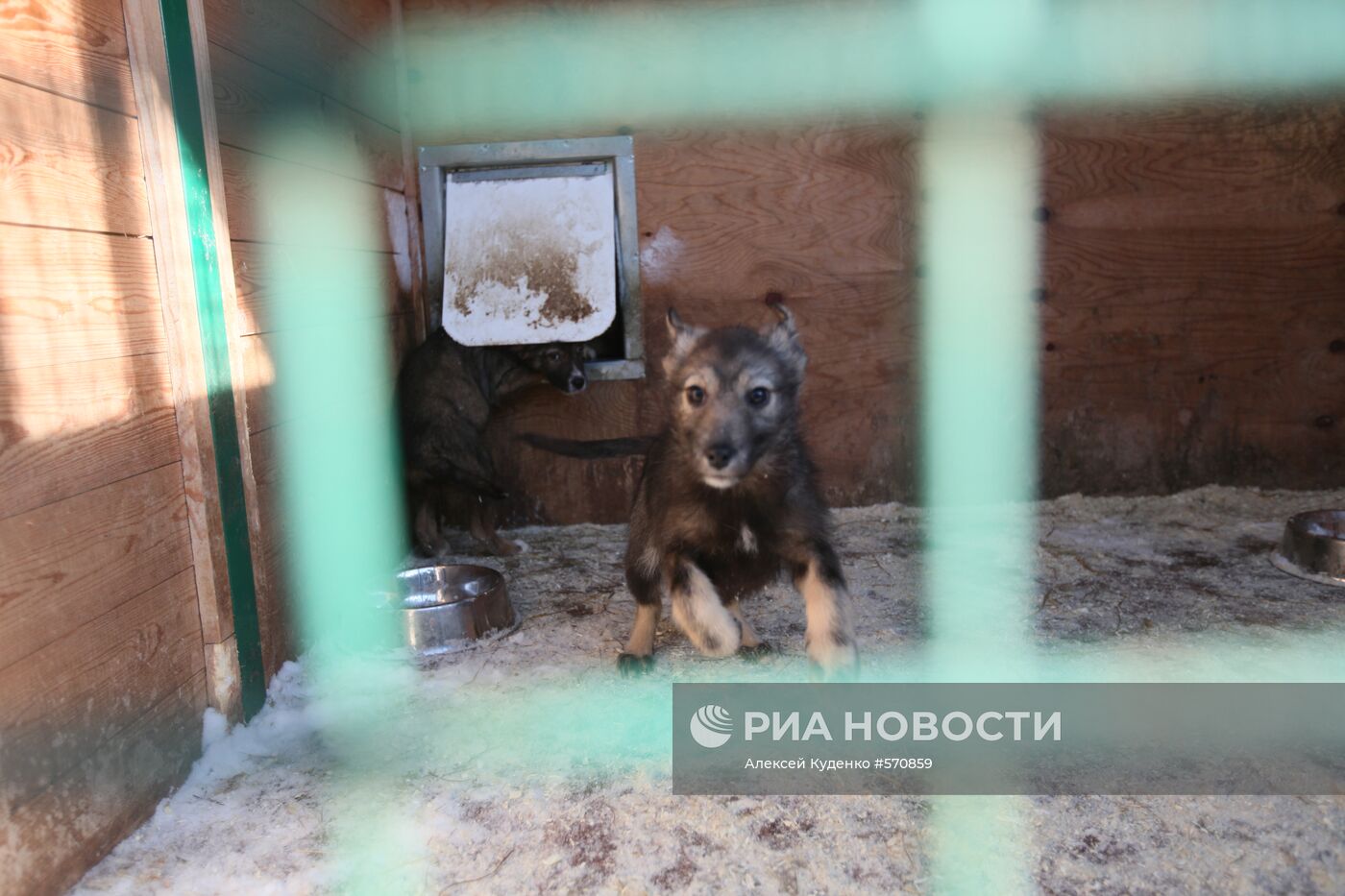 На территории приюта для безнадзорных животных в Руднево
