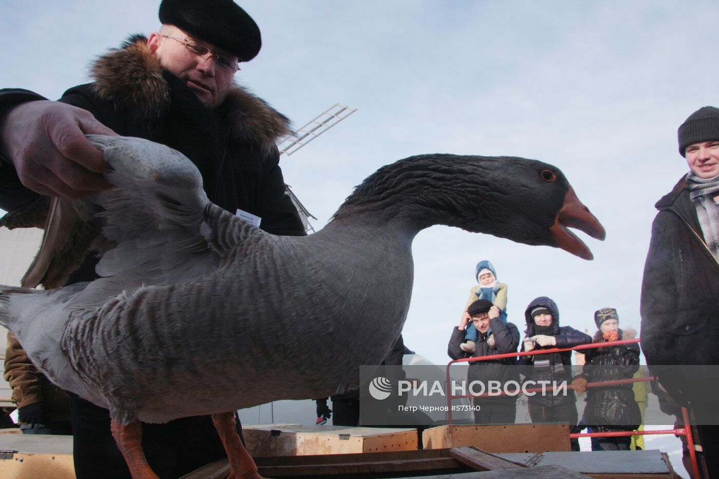 Традиционные гусиные бои