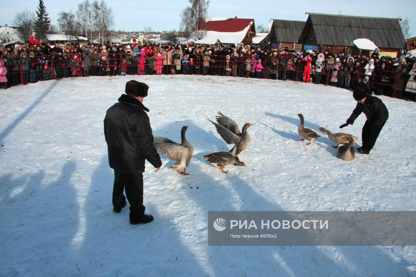Традиционные гусиные бои