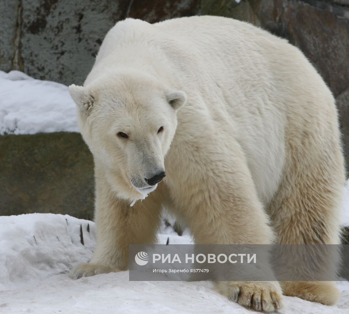 Белая медведица