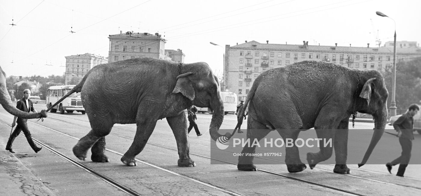 Слоны цирка "Аэрос" из ГДР на улицах Москвы