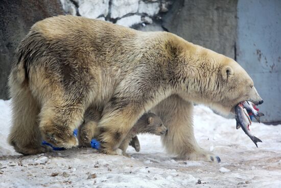 Белые медвежата в Московском зоопарке