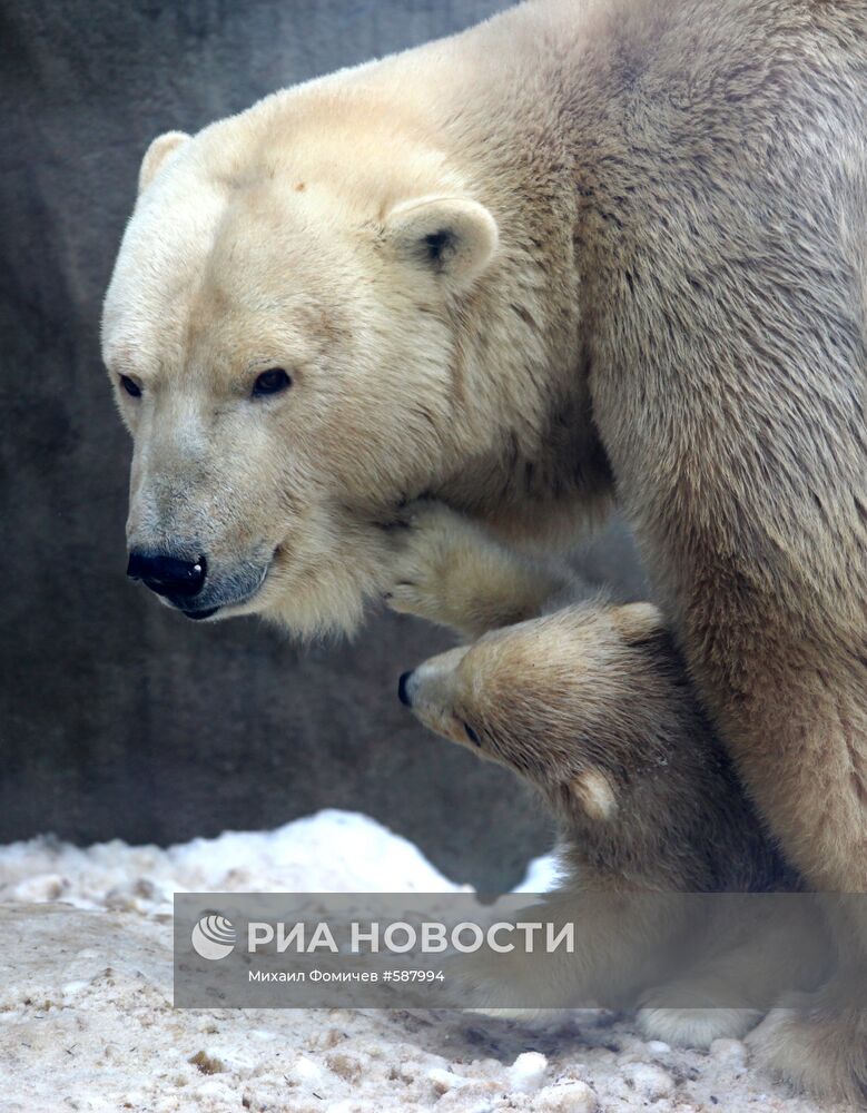 Белые медвежата в Московском зоопарке