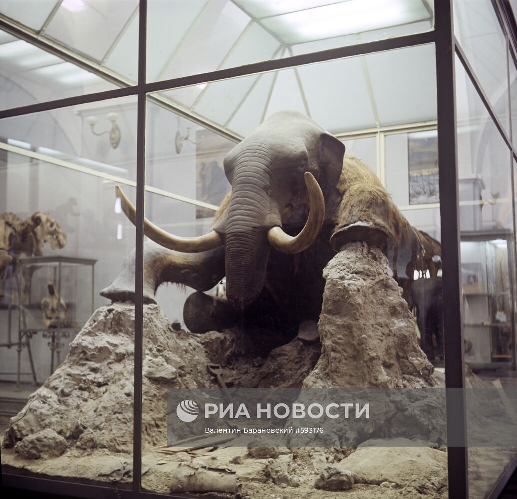 Чучело мамонта