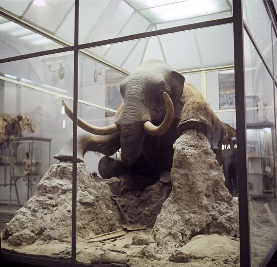 Чучело мамонта