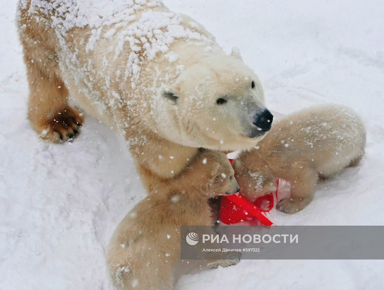 Белые медведи в "Ленинградском зоопарке"