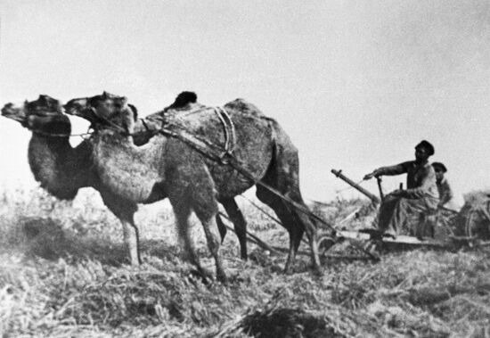 ВЕРБЛЮДЫ ВСПАШКА ПОЛЕ