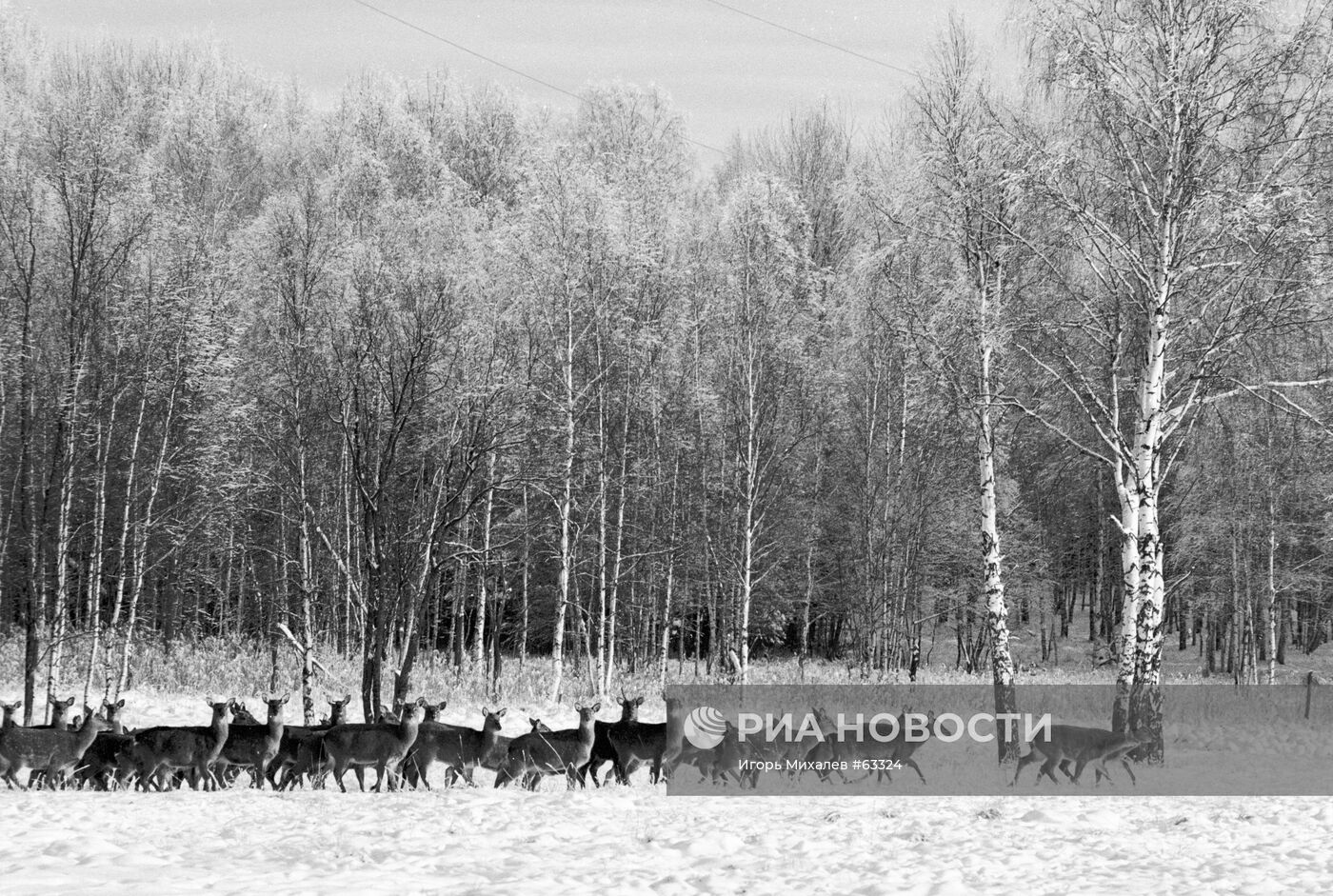 ОЛЕНИ ЗАВИДОВО