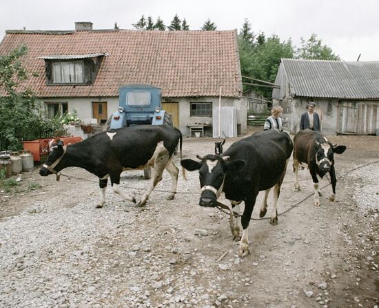ХОЗЯЙСТВЕННОЕ ПОДВОРЬЕ