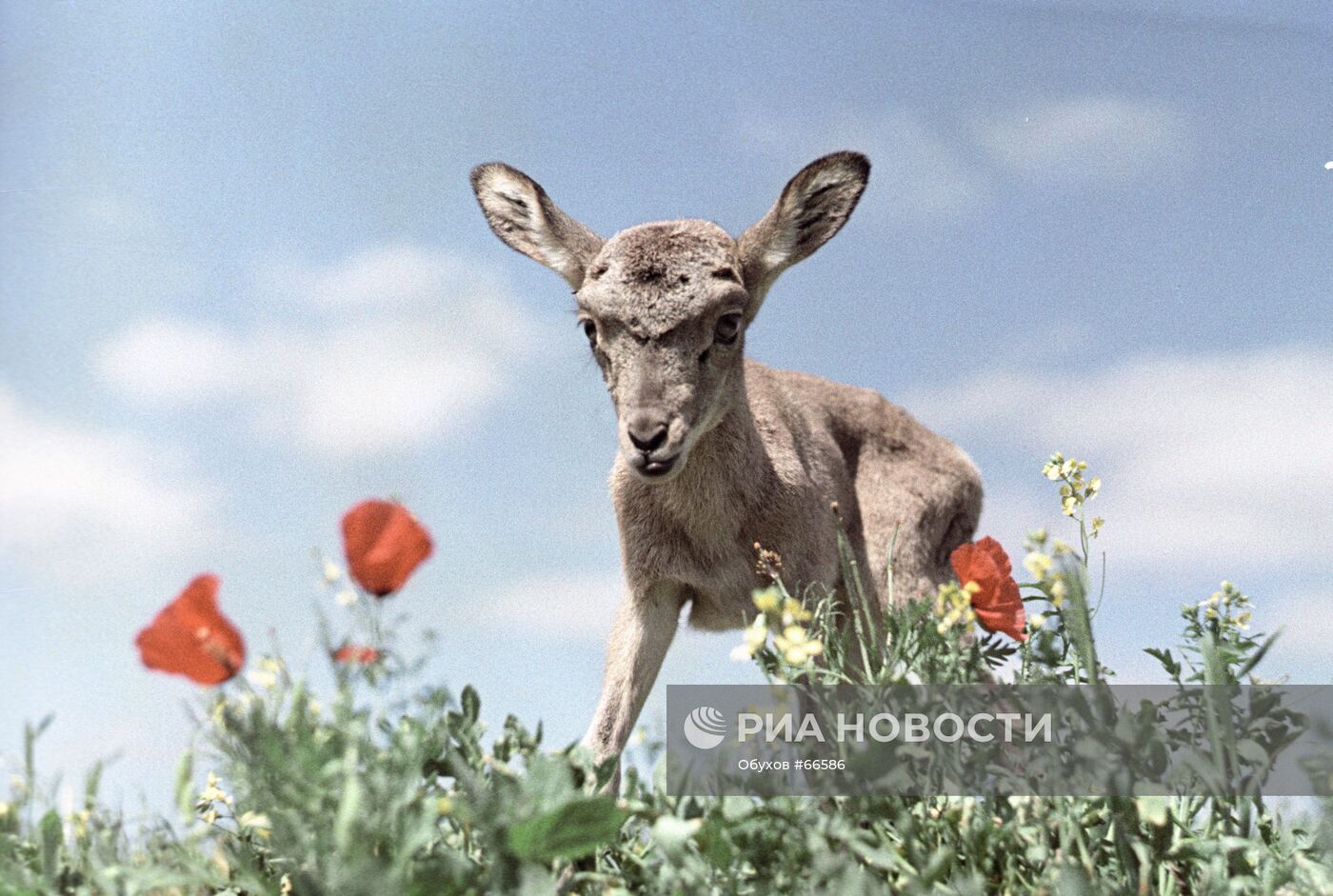 ЯГНЕНОК ЗАПОВЕДНИК