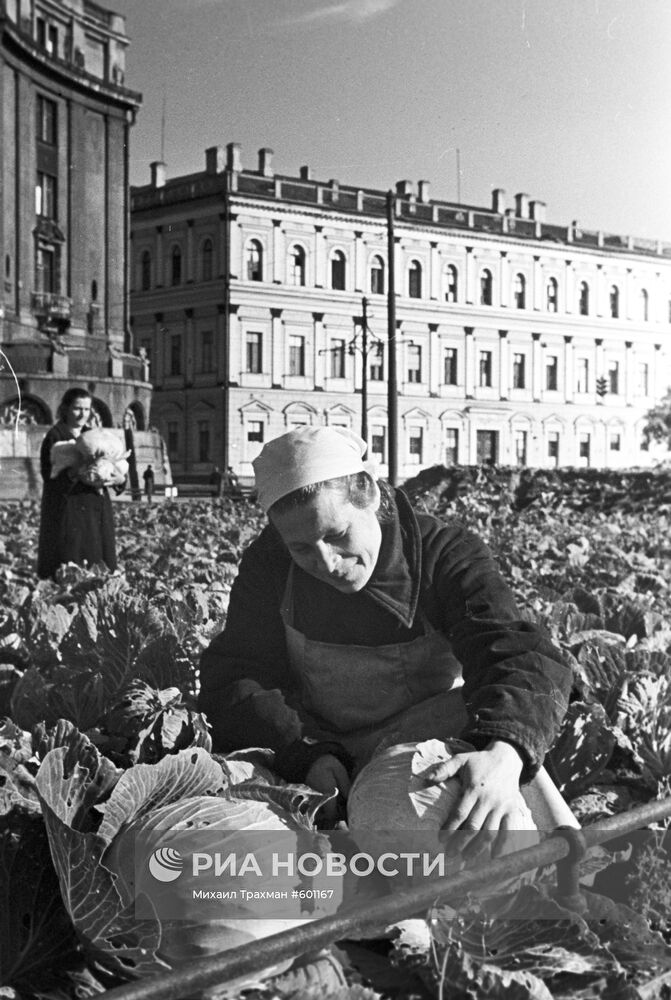 Выращивание капусты на площади у Исаакиевского собора
