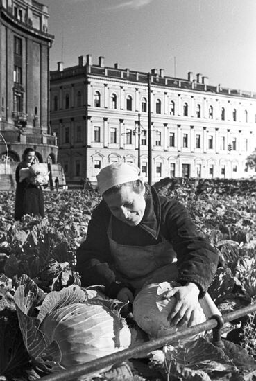 Выращивание капусты на площади у Исаакиевского собора