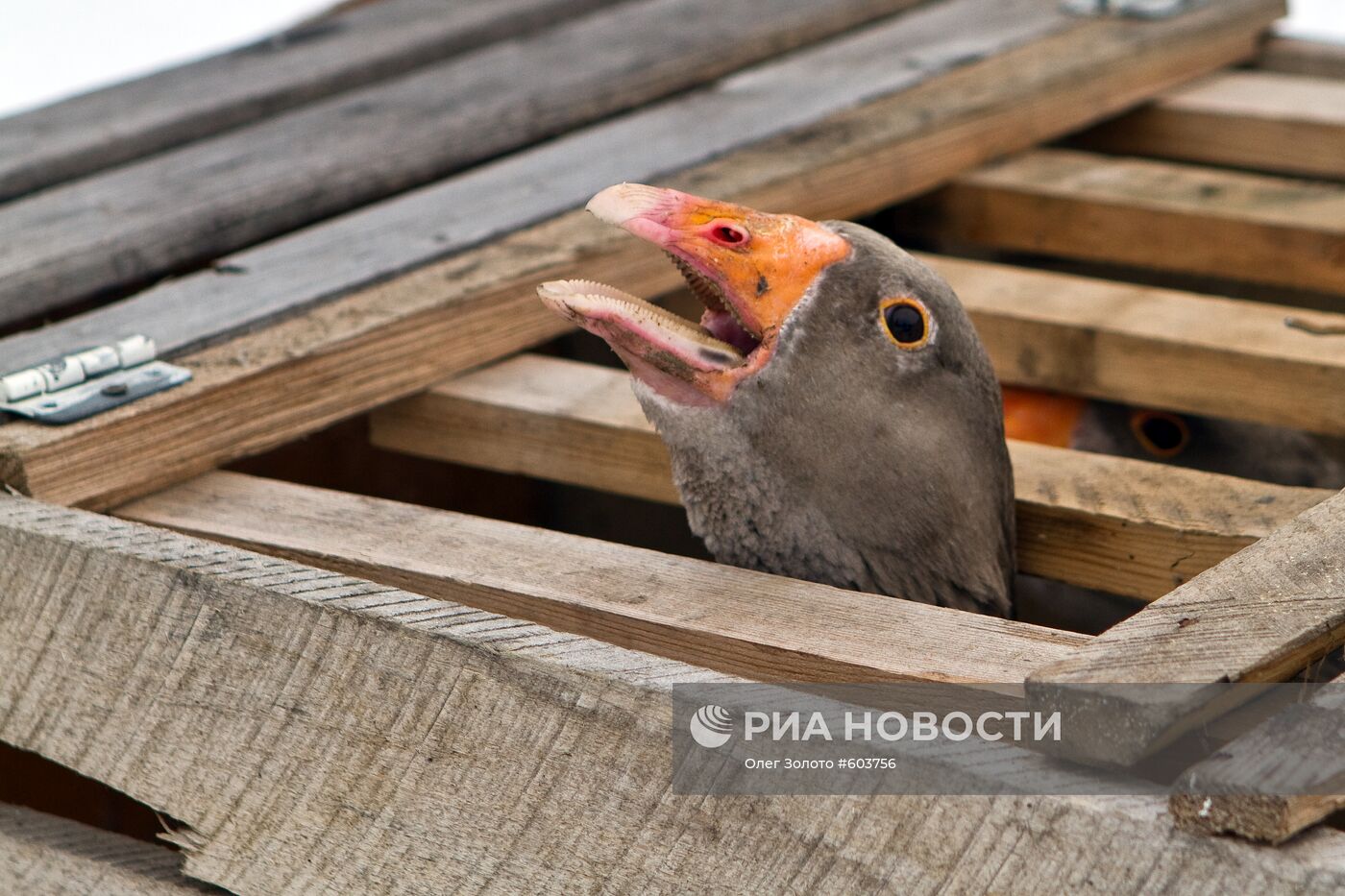 Гусиные бои в деревне Каликино