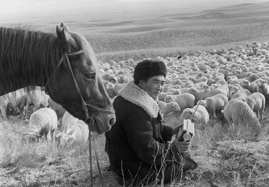 Отара овец на зимнем пастбище в урочище Алмалы
