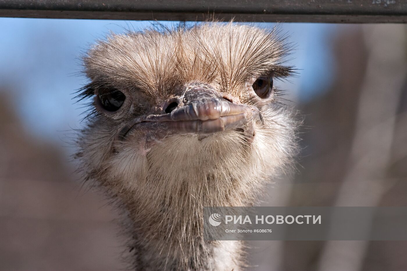 Африканский страус в нижегородском зоопарке "Лимпопо"