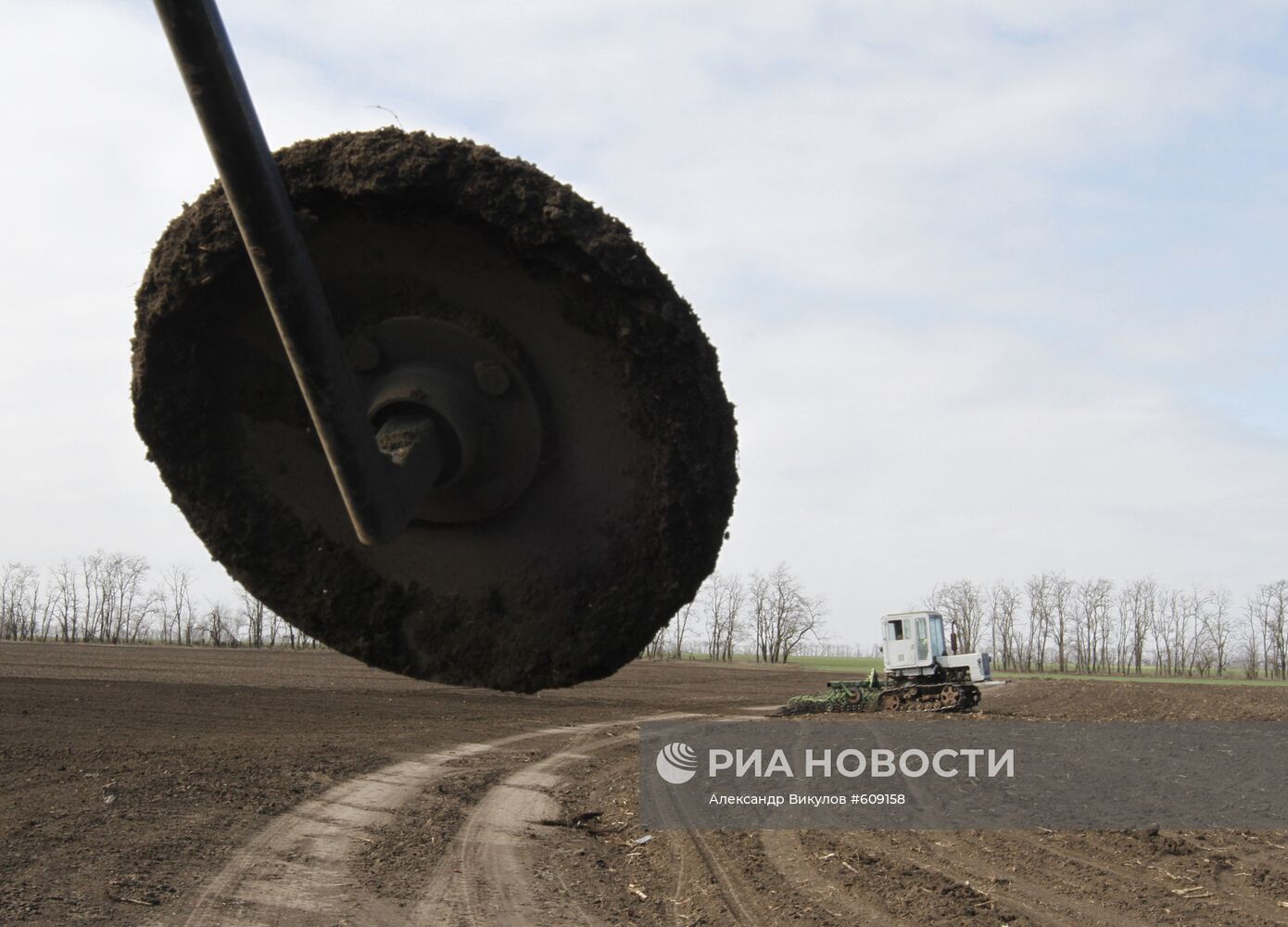Озимые посевы лука