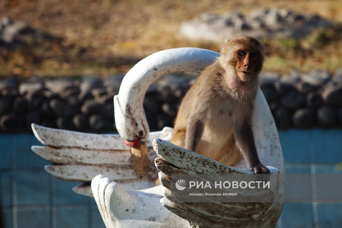 Обезьяна на острове Хон Лао