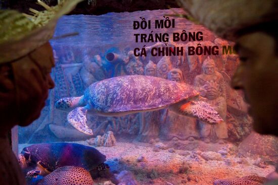 Посетители у аквариума с реликтовой черепахой