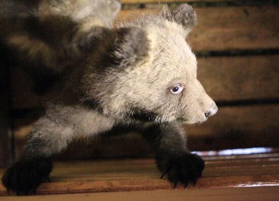 Проект IFAW по реабилитации медвежат-сирот
