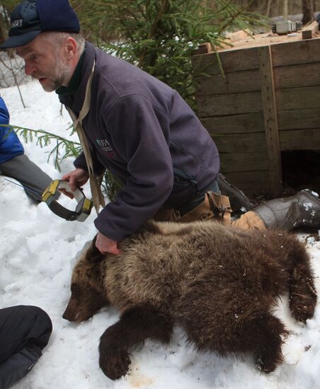 Проект IFAW по реабилитации медвежат-сирот
