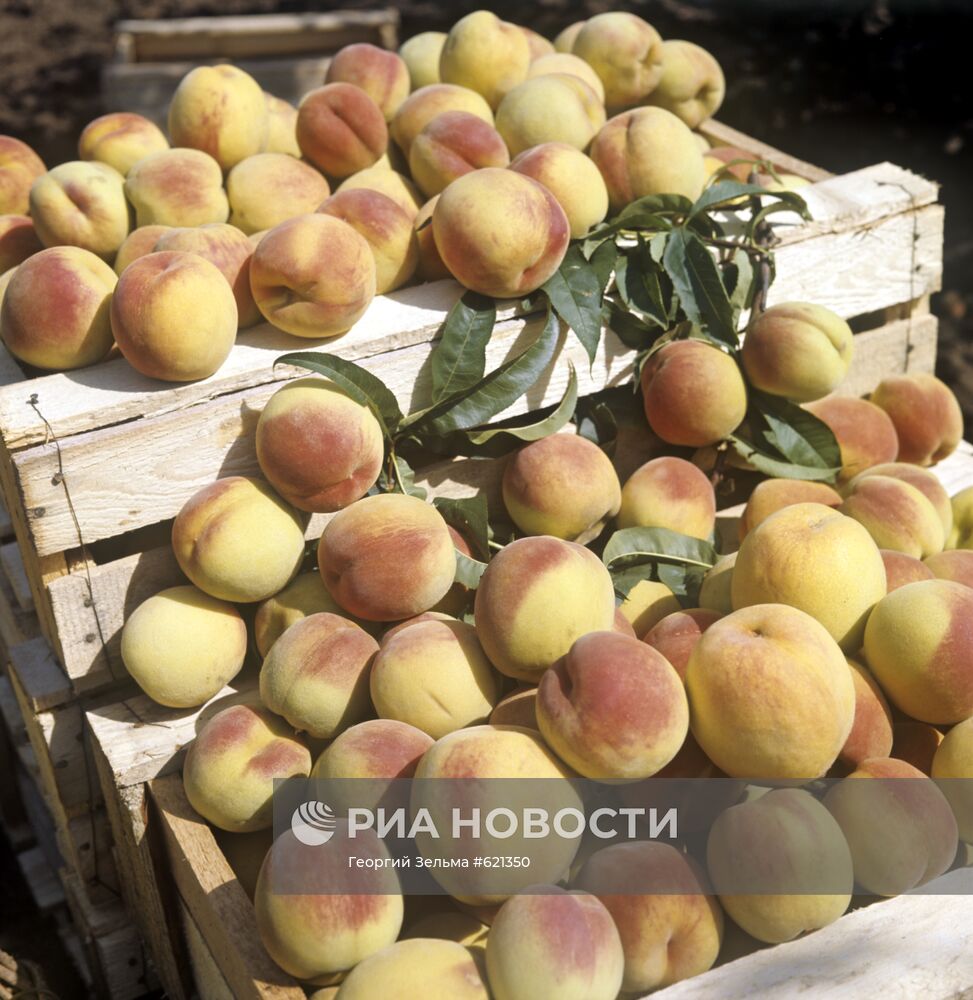 Крымские персики