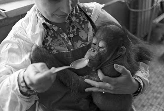 Кормление детеныша орангутана