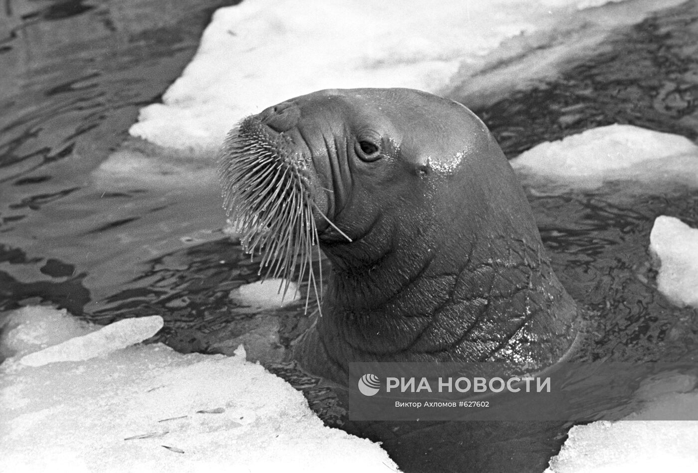 Морж живущий в Московском зоопарке. Место: Россия, Москва. Автор: Виктор Ахломов/РИА Новости. Морж