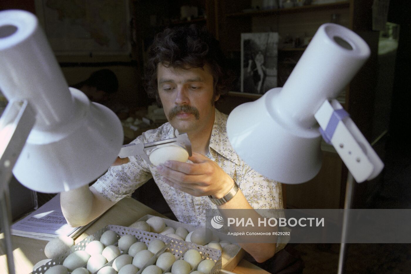 Инкубация птиц