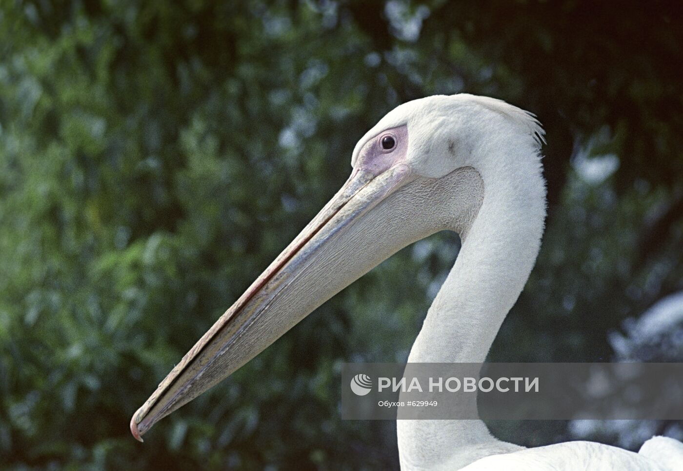 Розовый пеликан