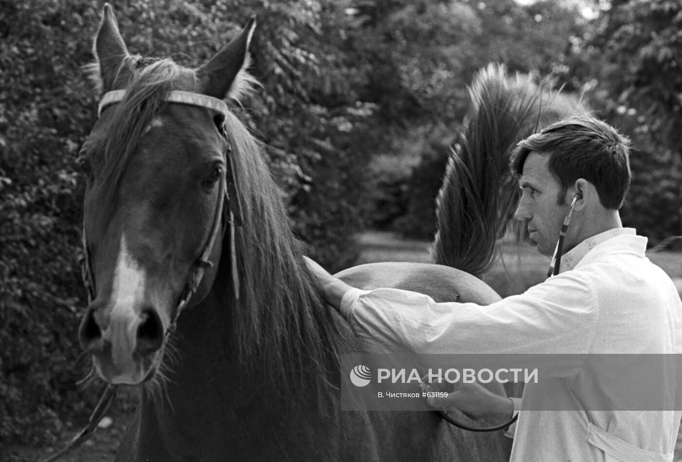 Ветеринар Николай Миркурьев осматривает лошадь