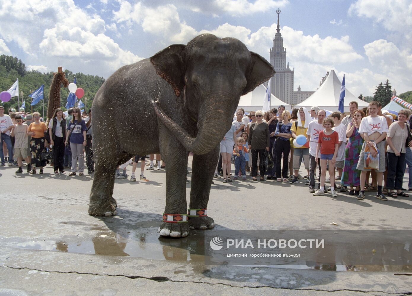 Слон возле цирка