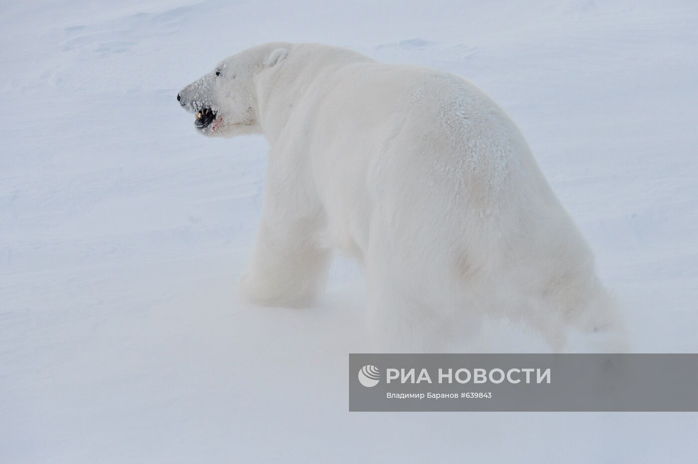 Белый медведь на архипелаге Земля Франца-Иосиф