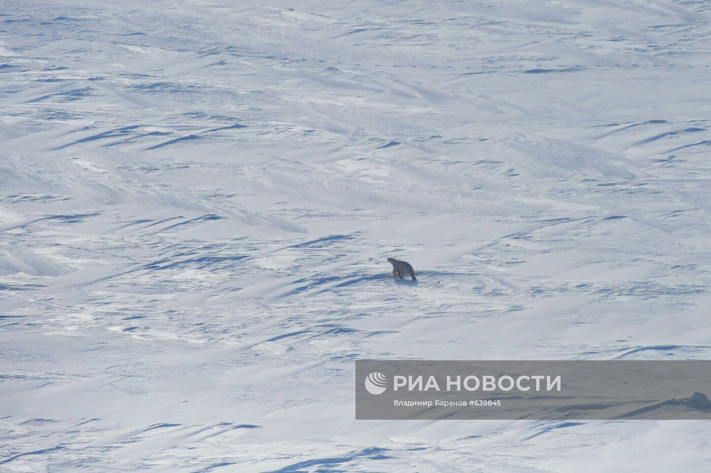 Белый медведь на архипелаге Земля Франца-Иосиф