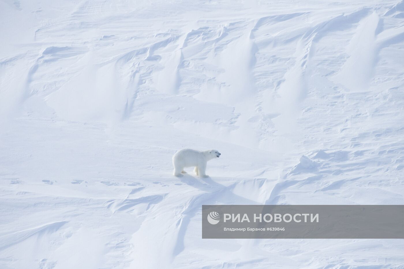 Белый медведь на архипелаге Земля Франца-Иосиф