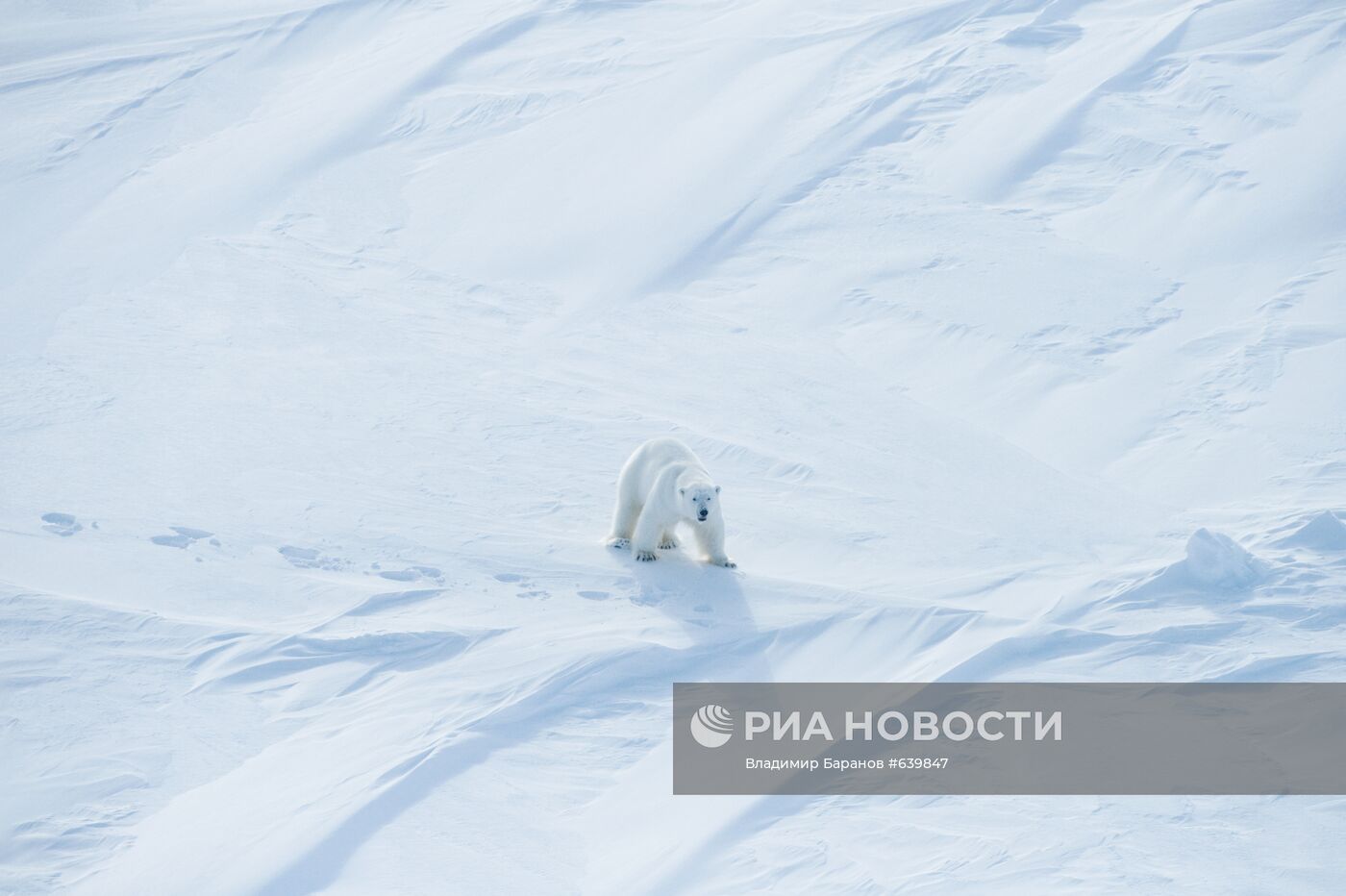 Белый медведь на архипелаге Земля Франца-Иосиф