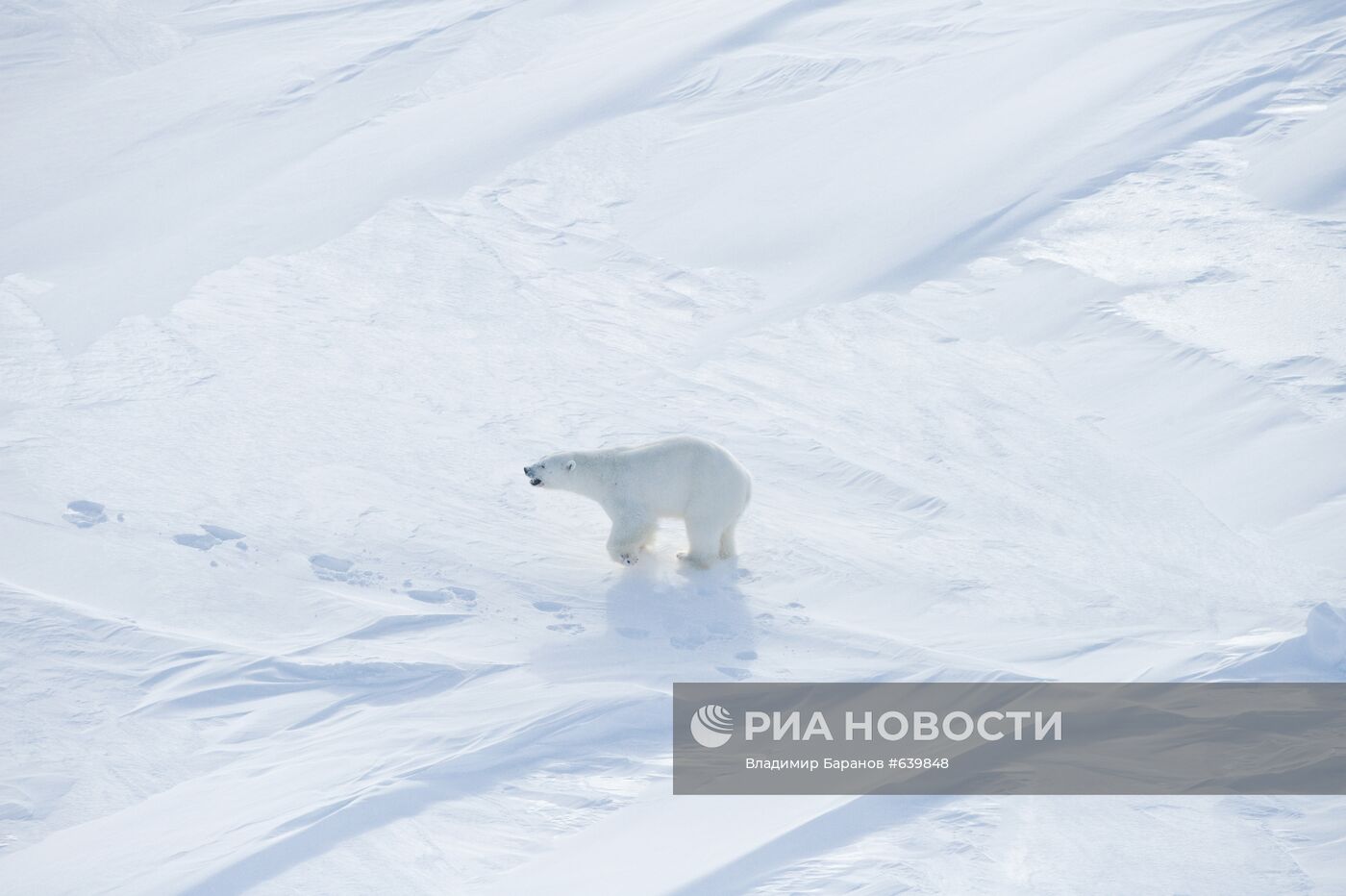 Белый медведь на архипелаге Земля Франца-Иосиф