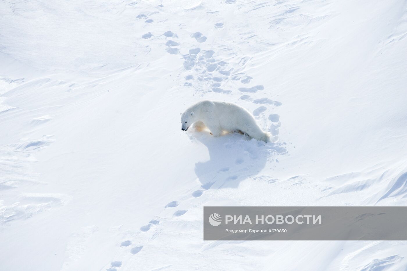 Белый медведь на архипелаге Земля Франца-Иосиф