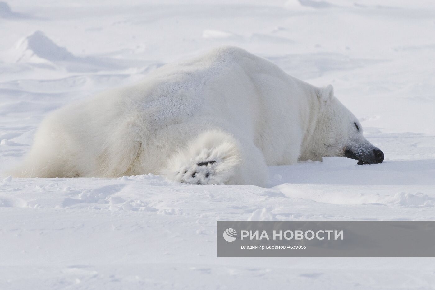 Белый медведь на архипелаге Земля Франца-Иосиф