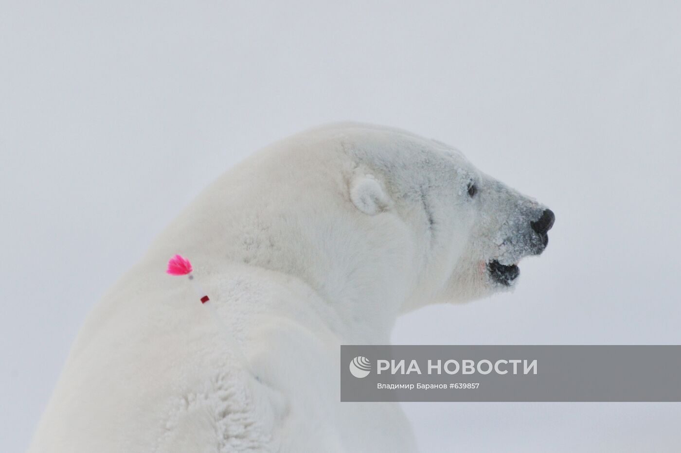 Белый медведь на архипелаге Земля Франца-Иосиф