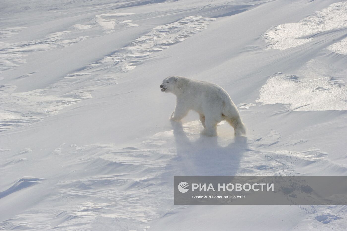 Белый медведь на архипелаге Земля Франца-Иосиф