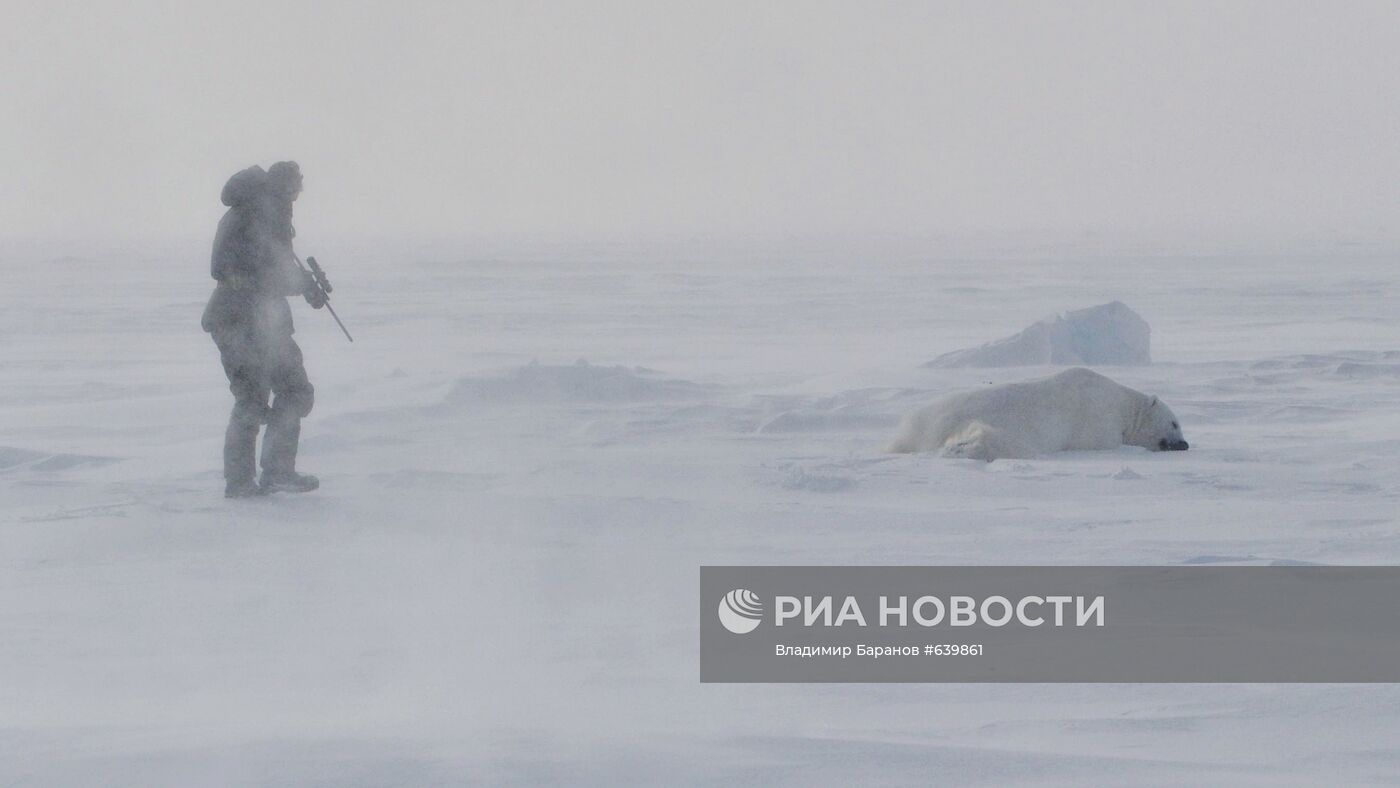 Белый медведь на архипелаге Земля Франца-Иосиф