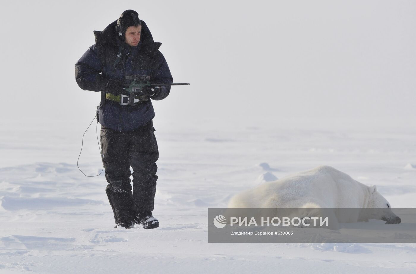 Белый медведь на архипелаге Земля Франца-Иосиф