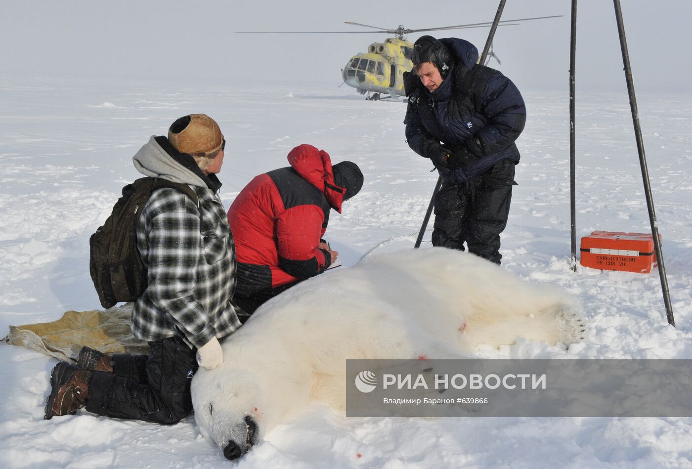 Белый медведь на архипелаге Земля Франца-Иосиф