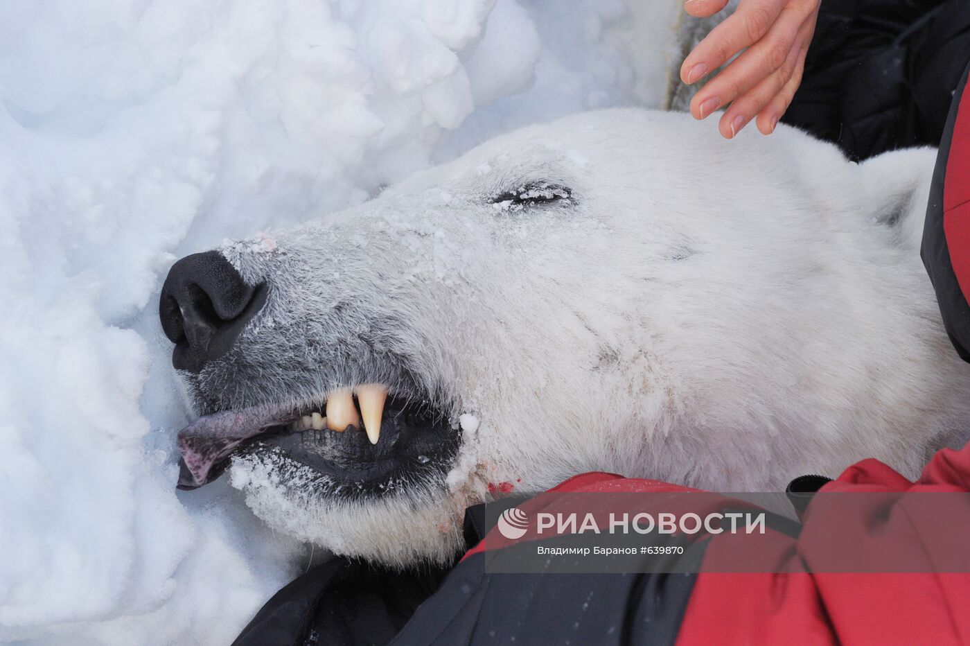 Белый медведь на архипелаге Земля Франца-Иосиф