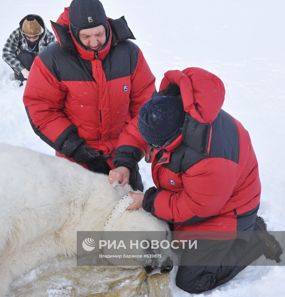 Белый медведь на архипелаге Земля Франца-Иосиф