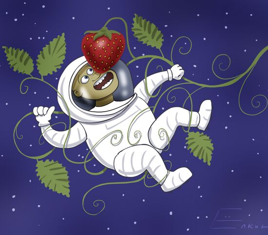 Космонавты на МКС могут попытаться вырастить клубнику