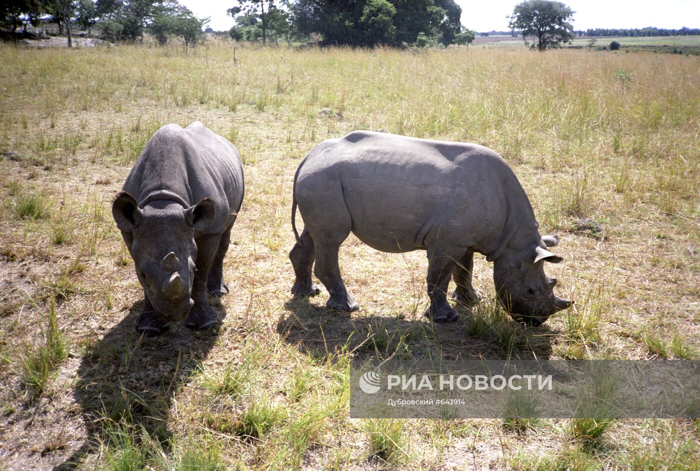 Носороги из заповедника Чобе