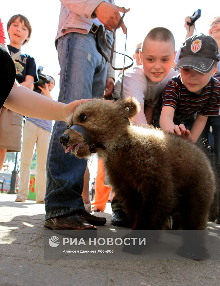 Медвежонок уличного фотографа