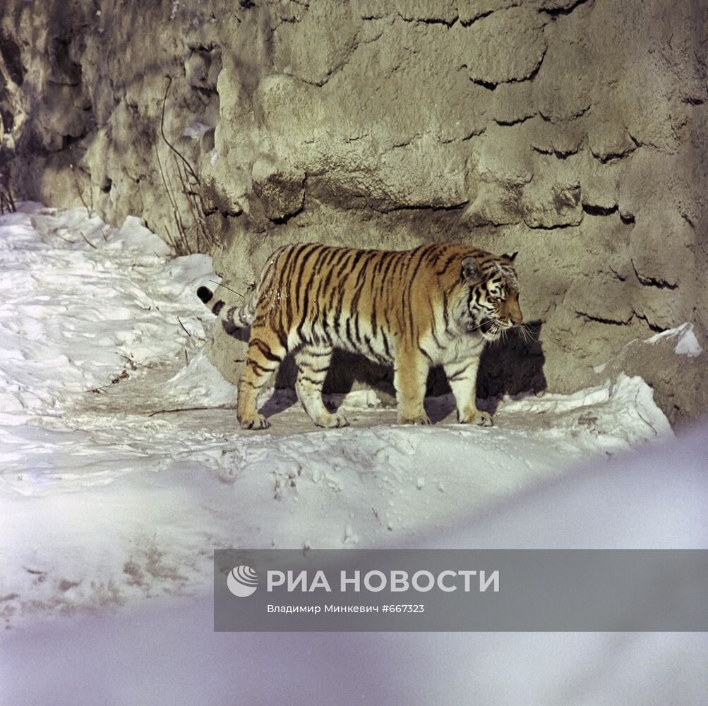 Амурский тигр (уссурийский или дальневосточный)